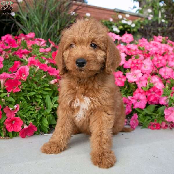 Jemma, Labradoodle Puppy